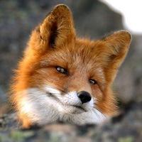 Алан Кир