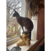 Антон Старков