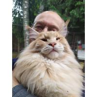 Кот Капучино